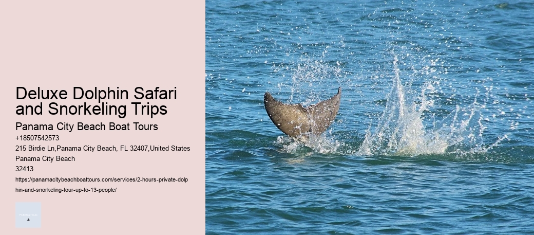 Deluxe Dolphin Safari and Snorkeling Trips
