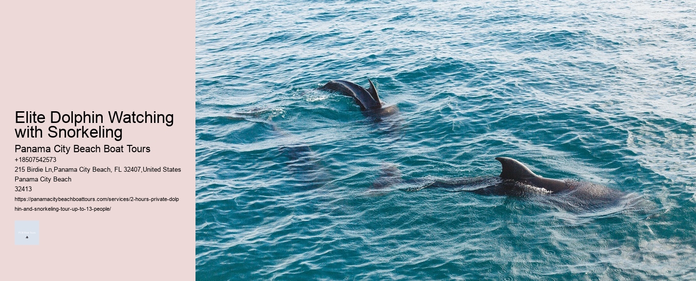 Dolphin Tours In Florida