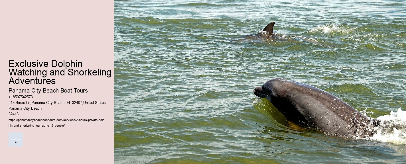 Deluxe Dolphin Encounter with Snorkeling