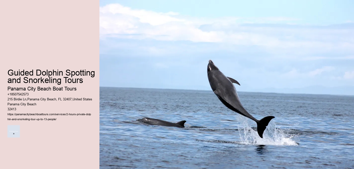 Guided Dolphin Spotting and Snorkeling Tours