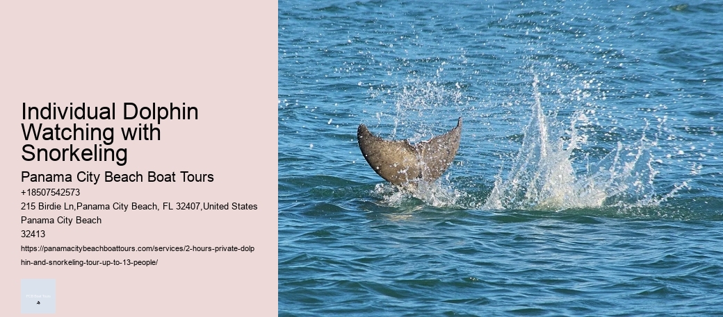 Individual Dolphin Watching with Snorkeling