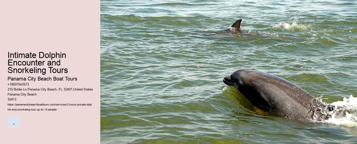 Moray Firth Dolphin Tours