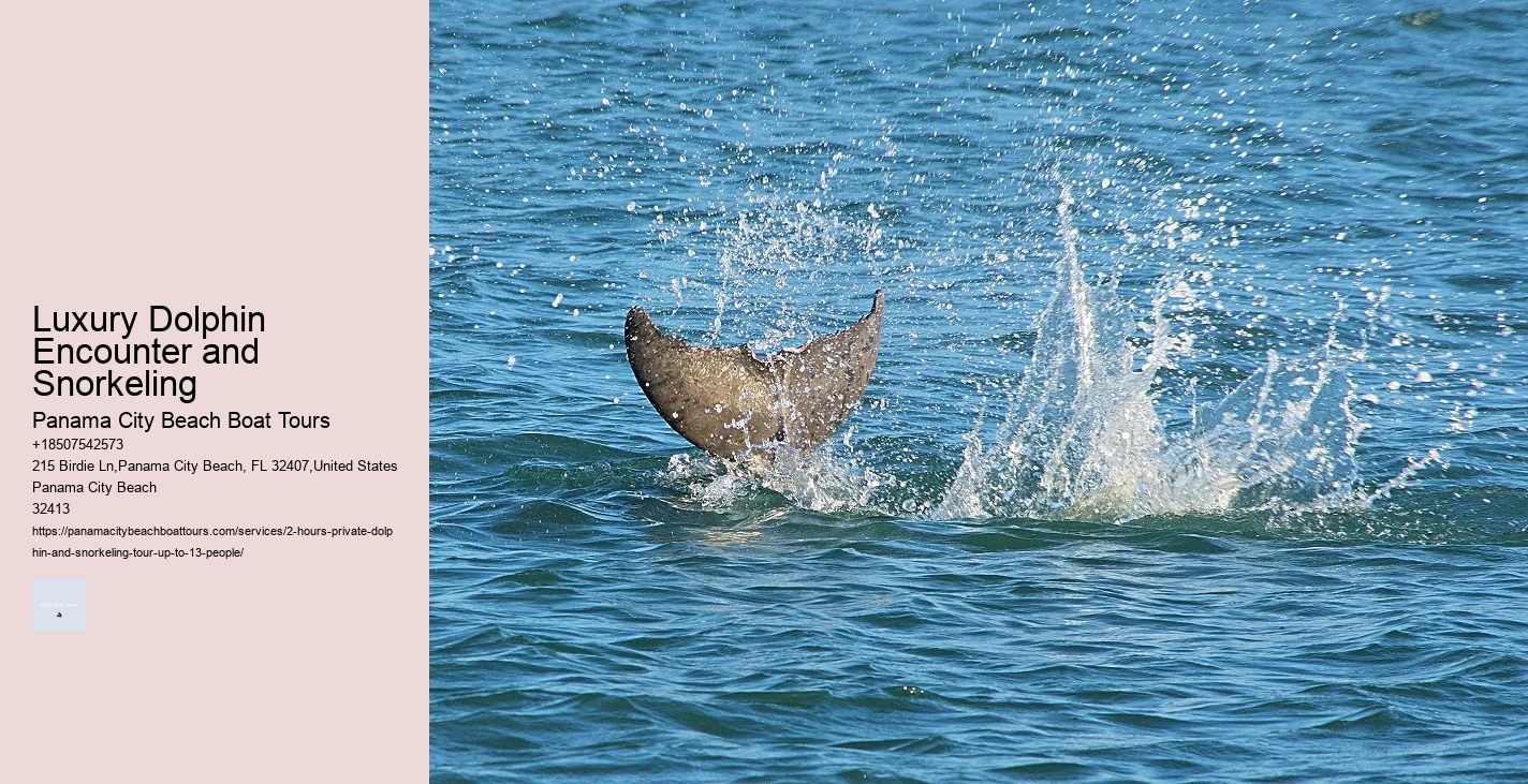 What To Expect (And Not Expect) On A Whale And Dolphin Watching Trip