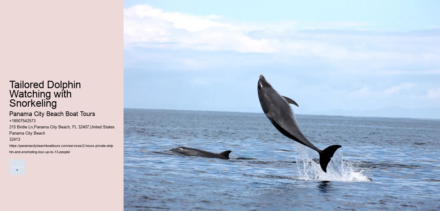 Tailored Dolphin Watching with Snorkeling