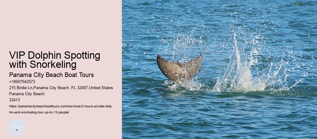 VIP Dolphin Spotting with Snorkeling
